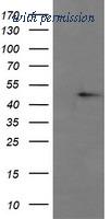OriGene TA506119AM image 1