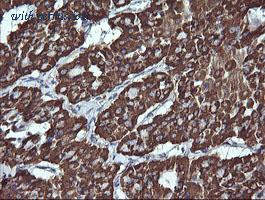 OriGene TA506129BM image 1