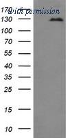 OriGene TA506381BM image 1