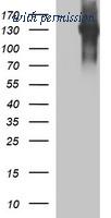 OriGene TA506537BM image 1