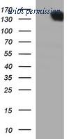 OriGene TA506567AM image 1
