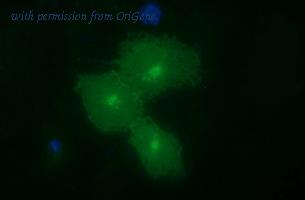OriGene TA506629BM image 1