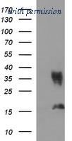 OriGene TA506639BM image 1