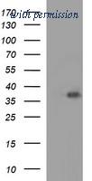 OriGene TA506644AM image 1