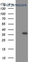 OriGene TA506656BM image 1