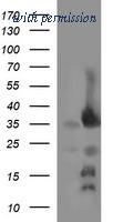OriGene TA506660S image 1