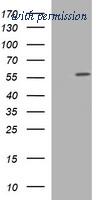 OriGene TA506685BM image 1