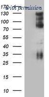 OriGene TA506746BM image 1
