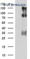 OriGene TA506747S image 1