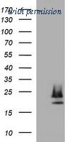 OriGene TA506891BM image 1