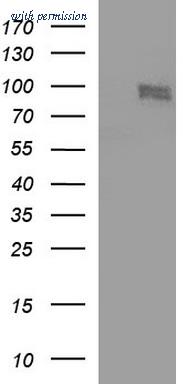OriGene TA507045S image 1