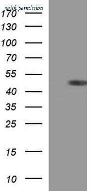 OriGene TA507259S image 1