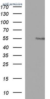 OriGene TA507328S image 1