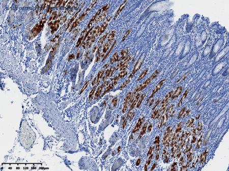 OriGene TA592120S image 1