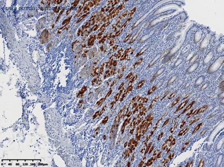 OriGene TA592122 image 1
