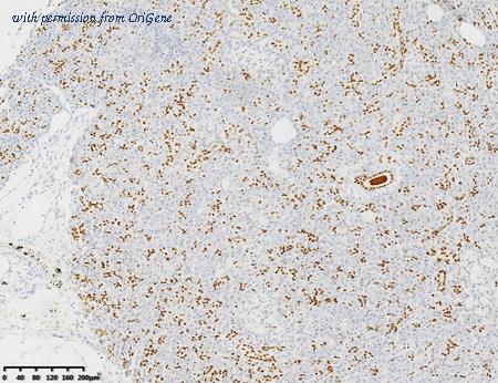 OriGene TA592127S image 1