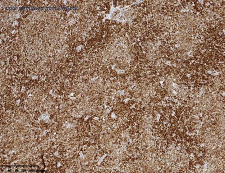 OriGene TA592172 image 1