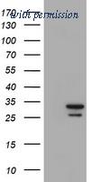 OriGene TA800101S image 1