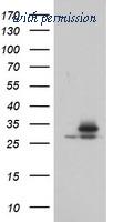 OriGene TA800102BM image 1