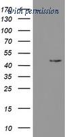 OriGene TA800355S image 1