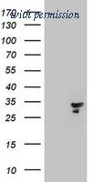OriGene TA800421BM image 1