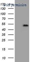 OriGene TA800448BM image 1
