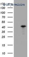 OriGene TA800449S image 1