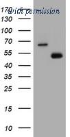 OriGene TA800545BM image 1