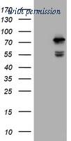 OriGene TA800559AM image 1