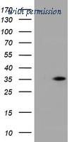 OriGene TA800572AM image 1