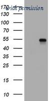 OriGene TA800577BM image 1