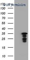 OriGene TA800585AM image 1