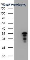 OriGene TA800594S image 1