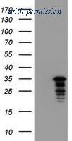 OriGene TA800595AM image 1