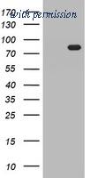 OriGene TA800631AM image 1