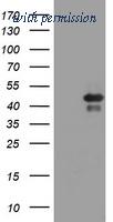 OriGene TA800634AM image 1