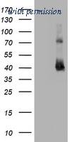 OriGene TA800655AM image 1