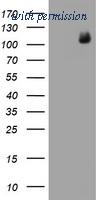 OriGene TA800666AM image 1