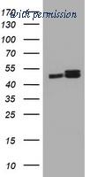 OriGene TA800689S image 1
