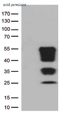 OriGene TA800769AM image 1