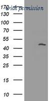 OriGene TA800804S image 1