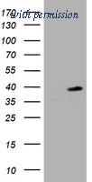 OriGene TA800899AM image 1