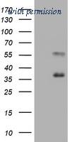 OriGene TA800938S image 1