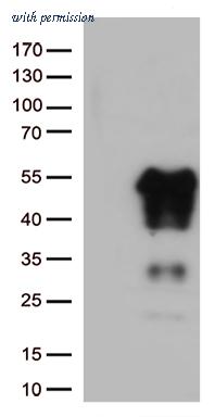 OriGene TA800939S image 1