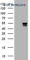 OriGene TA801318S image 1