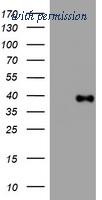 OriGene TA801649BM image 1