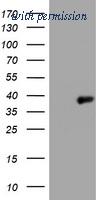 OriGene TA801651BM image 1