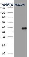 OriGene TA801728BM image 1