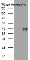 OriGene TA801734S image 1