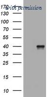 OriGene TA801735S image 1